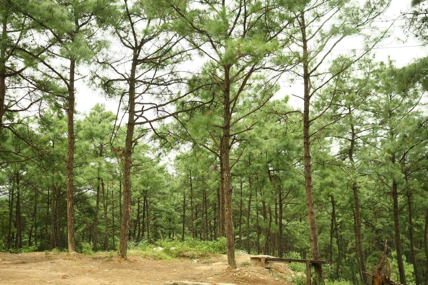 Pine Tree Lodge Σιλόνγκ Εξωτερικό φωτογραφία